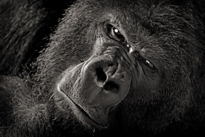 photo de gorille gorille_MG_9651_v.jpg