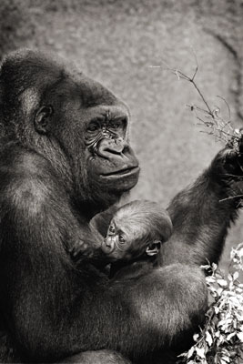 photo de gorille gorille_MG_9778_v.jpg