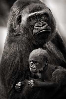 photo de gorille gorille_MG_9996_v.jpg