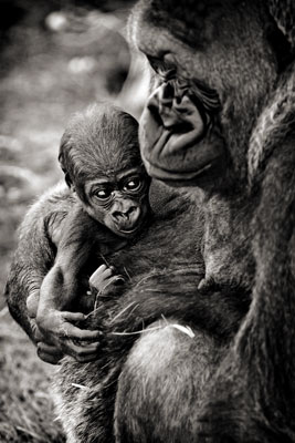 photo de gorille gorille_Q9Q1241_v.jpg