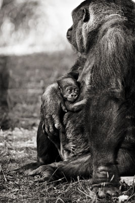 photo de gorille gorille_Q9Q1413_v.jpg