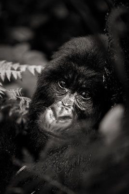 photo de gorille gorille_MG_1278_v.jpg