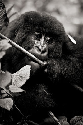 photo de gorille gorille_MG_1311_v.jpg