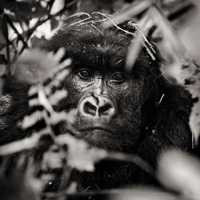 photo de gorille gorille_MG_1341_v.jpg