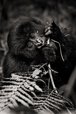 photo de gorille gorille_MG_1414_v.jpg