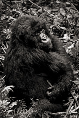 photo de gorille gorille_MG_1520_v.jpg