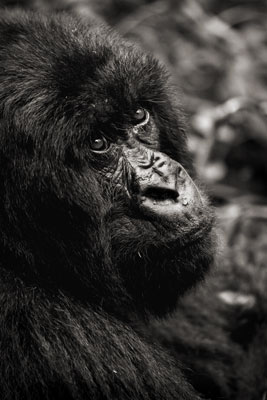 photo de gorille gorille_MG_1534_v.jpg