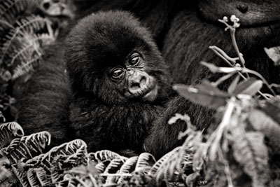 photo de gorille gorille_MG_1595_v.jpg