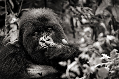 photo de gorille gorille_MG_1604_v.jpg