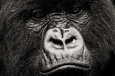 photo de gorille gorille_MG_1614-2_v.jpg