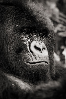 photo de gorille gorille_MG_1632_v.jpg