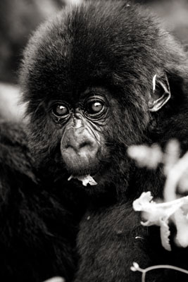 photo de gorille gorille_MG_1640_v.jpg