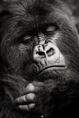 photo de gorille gorille_MG_1649_v.jpg