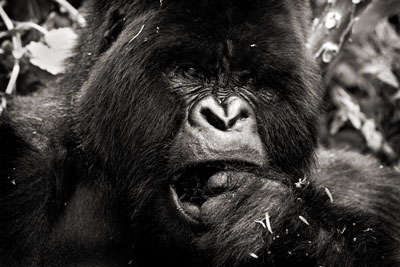 photo de gorille gorille_MG_1685_v.jpg