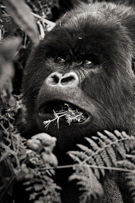 photo de gorille gorille_MG_1700_v.jpg