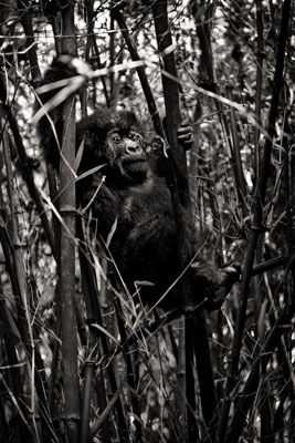 photo de gorille gorille_MG_1747_v.jpg