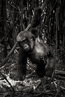 photo de gorille gorille_MG_1794_v.jpg