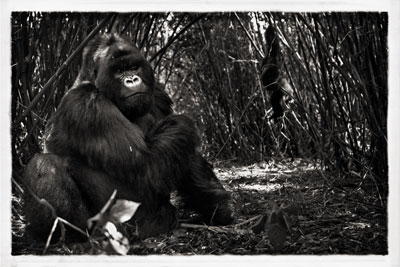 photo de gorille gorille_MG_1818b_v.jpg