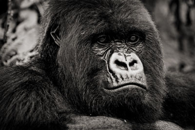 photo de gorille gorille_MG_8222_v.jpg
