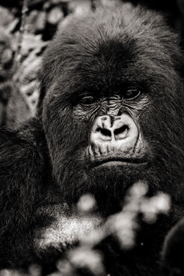 photo de gorille gorille_MG_8236_v.jpg