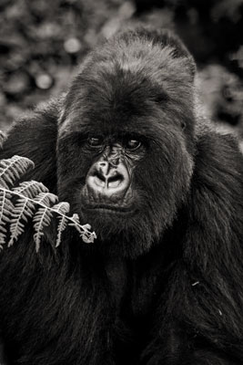 photo de gorille gorille_MG_8240_v.jpg