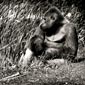photo de gorille gorille_MG_0909_v.jpg
