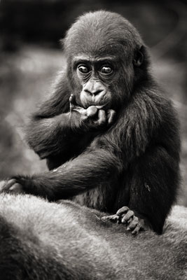 photo de gorille gorille_MG_0965_v.jpg