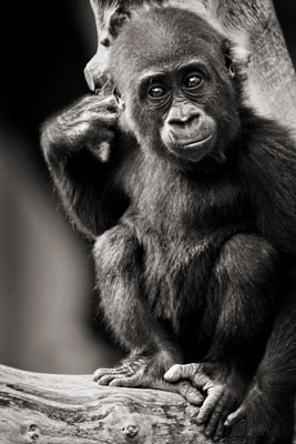 photo de gorille gorille_MG_0985_v.jpg