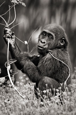 photo de gorille gorille_MG_1719_v.jpg