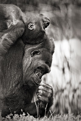 photo de gorille gorille_MG_4027_v.jpg