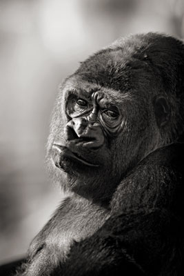 photo de gorille gorille_MG_4102_v.jpg