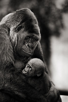 photo de gorille gorille_MG_4118_v.jpg