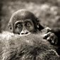 photo de gorille gorille_MG_4132_v.jpg