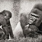photo de gorille gorille_MG_4141_v.jpg
