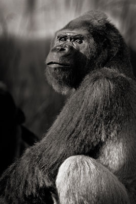 photo de gorille gorille_MG_4146_v.jpg