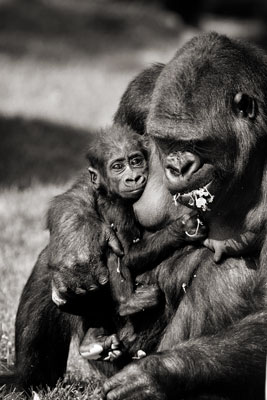 photo de gorille gorille_MG_4797_v.jpg