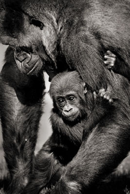 photo de gorille gorille_MG_4824_v.jpg