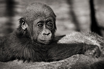 photo de gorille gorille_MG_4847_v.jpg