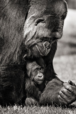 photo de gorille gorille_MG_4881_v.jpg