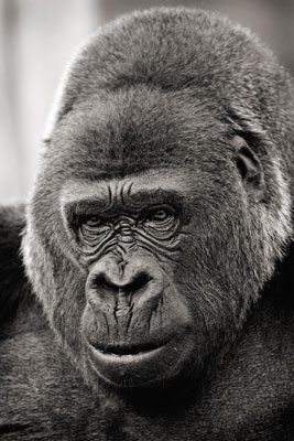 photo de gorille gorille_MG_5936_v.jpg