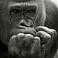 photo de gorille gorille_MG_5970_v.jpg