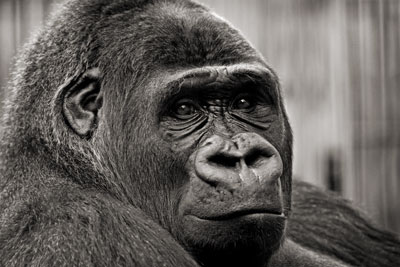 photo de gorille gorille_MG_5976_v.jpg