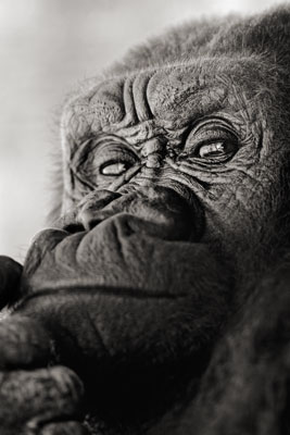 photo de gorille gorille_MG_5994_v.jpg