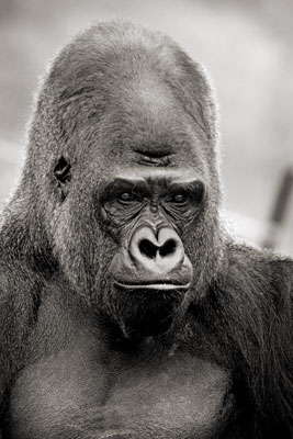 photo de gorille gorille_MG_6048_v.jpg