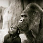 photo de gorille gorille_MG_7158_v.jpg