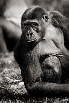 photo de gorille gorille_MG_7613_v.jpg