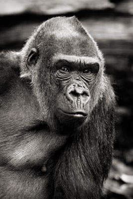 photo de gorille gorille_MG_7749_v.jpg