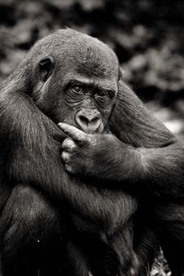 photo de gorille gorille_MG_7755_v.jpg