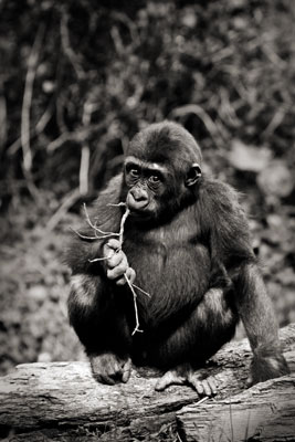 photo de gorille gorille_MG_7789_v.jpg