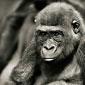 photo de gorille gorille_MG_8005_v.jpg